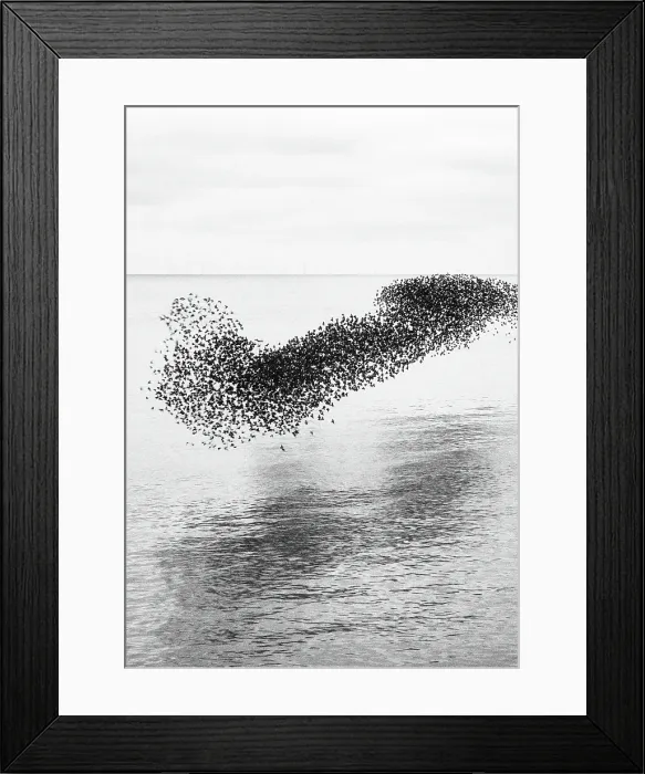 Framed Print : Starling murmuration at sunset, as seen from the Brighton Beach, City of Brighton and Hove, East Sussex, England, United Kingdom