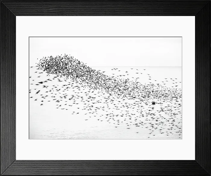 Framed Print : Starling murmuration at sunset, as seen from the Brighton Beach, City of Brighton and Hove, East Sussex, England, United Kingdom Framed Print : Starling murmuration at sunset, as seen from the Brighton Beach, City of Brighton and Hove, East Sussex, England, United Kingdom