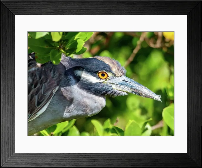 Framed Print : Yellow Crowned Night Heron (Nyctanassa Violacea), wading bird of the Americas that feeds on crustacea, Bermuda, Atlantic Framed Print : Yellow Crowned Night Heron (Nyctanassa Violacea), wading bird of the Americas that feeds on crustacea, Bermuda, Atlantic