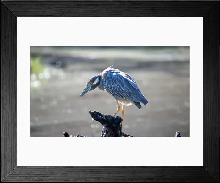 Framed Print : Yellow Crowned Night Heron (Nyctanassa Violacea), wading bird of the Americas that feeds on crustacea, Bermuda, Atlantic Framed Print : Yellow Crowned Night Heron (Nyctanassa Violacea), wading bird of the Americas that feeds on crustacea, Bermuda, Atlantic