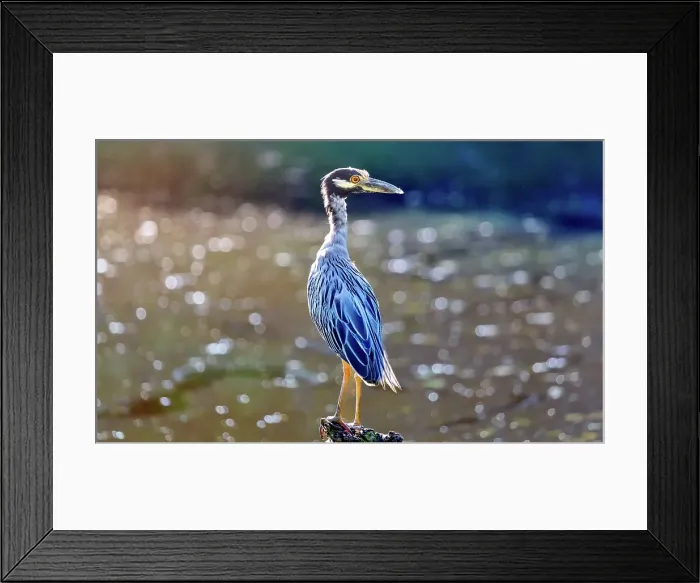 Framed Print : Yellow Crowned Night Heron (Nyctanassa Violacea), wading bird of the Americas that feeds on crustacea, Bermuda, Atlantic