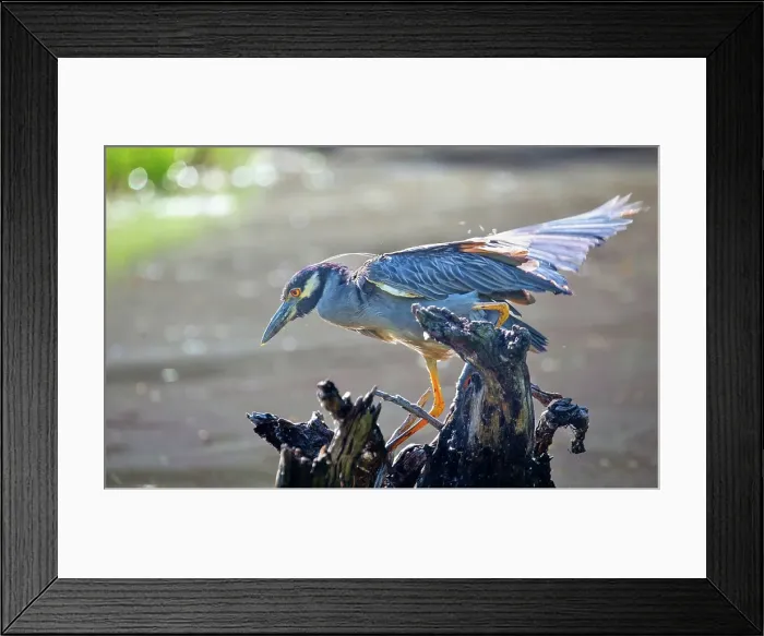 Framed Print : Yellow Crowned Night Heron (Nyctanassa Violacea), wading bird of the Americas that feeds on crustacea, Bermuda, Atlantic Framed Print : Yellow Crowned Night Heron (Nyctanassa Violacea), wading bird of the Americas that feeds on crustacea, Bermuda, Atlantic