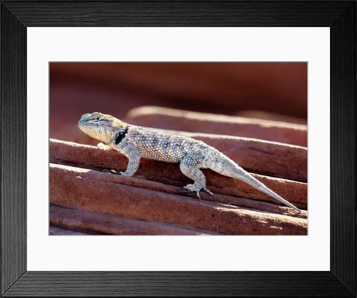 Framed Print : Desert Spiny Lizard (Sceloporus magister) in Sand Hollow State Park near St. George, Utah, United States of America Framed Print : Desert Spiny Lizard (Sceloporus magister) in Sand Hollow State Park near St. George, Utah, United States of America