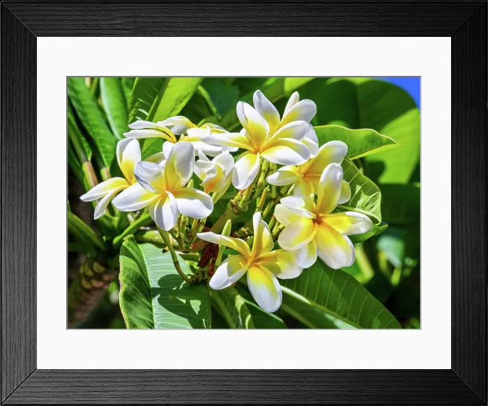 Framed Print : Frangipane flowers (Plumeria alba), Bermuda