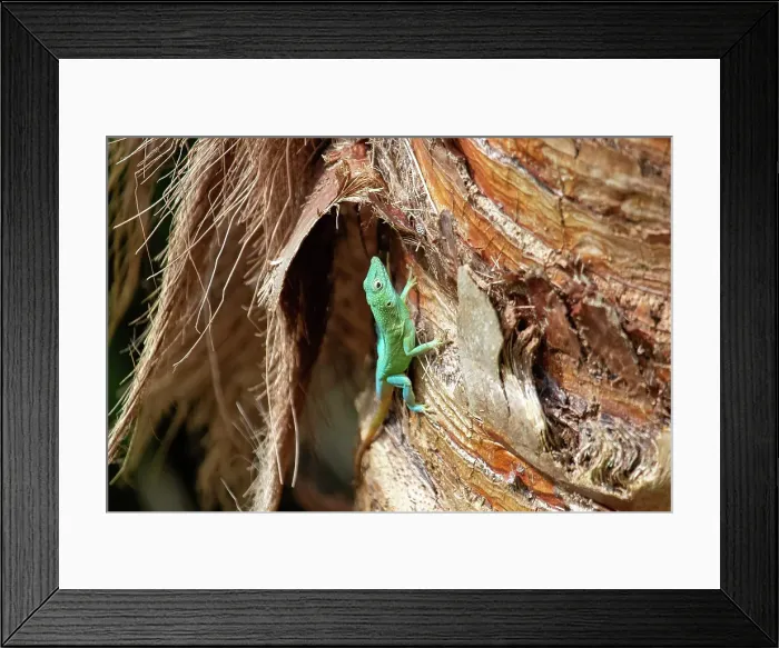Framed Print : Jamaican Turquoise Anole lizard (Anolis grahami) (Graham's anole), Bermuda Framed Print : Jamaican Turquoise Anole lizard (Anolis grahami) (Graham's anole), Bermuda