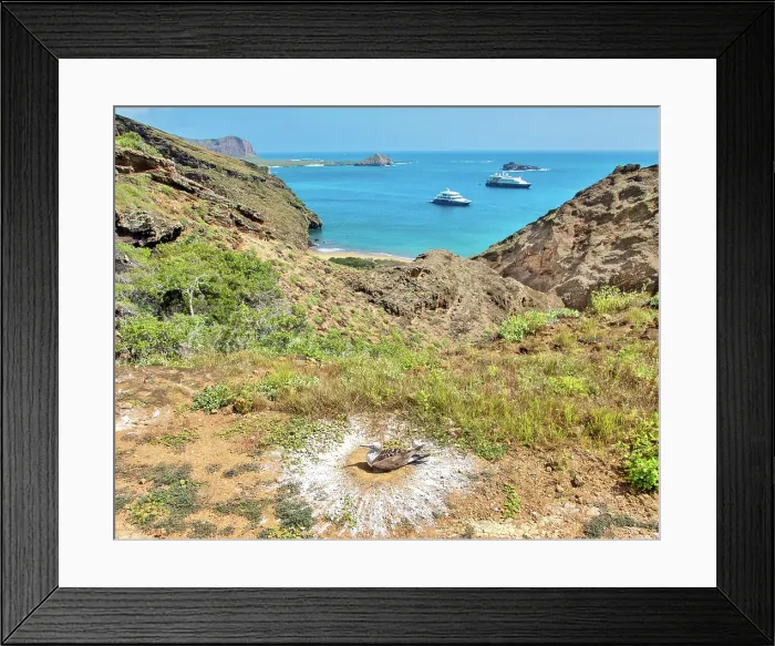Framed Print : Blue footed booby (sula nebouxii) nest, Punta Pitt, San Cristobal island, Galapagos, UNESCO, Ecuador Framed Print : Blue footed booby (sula nebouxii) nest, Punta Pitt, San Cristobal island, Galapagos, UNESCO, Ecuador