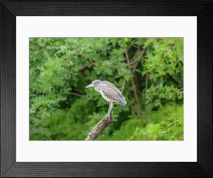 Framed Print : Juvenile Yellow Crowned Night Heron (Nyctanassa Violacea), wading bird found in the Americas that feeds on crustacea, Bermuda, Atlantic Framed Print : Juvenile Yellow Crowned Night Heron (Nyctanassa Violacea), wading bird found in the Americas that feeds on crustacea, Bermuda, Atlantic
