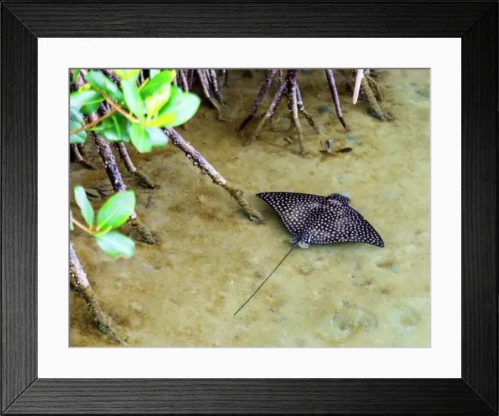 Framed Print : Young Spotted Eagle Ray (Aetobatus narinari) among mangrove trees in shallow water, Bermuda Framed Print : Young Spotted Eagle Ray (Aetobatus narinari) among mangrove trees in shallow water, Bermuda
