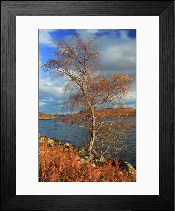 Framed Print : Tree in autumn, Loch Naver, Sutherland, Highland, Scotland, United Kingdom Framed Print : Tree in autumn, Loch Naver, Sutherland, Highland, Scotland, United Kingdom
