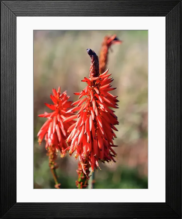 Framed Print : Aloe vera flower, Sao Miguel, Azores Islands, Atlantic, Portugal