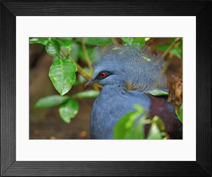 Framed Print : Victoria crowned pigeon (Goura victoria), Rainforest Pyramid, Moody Gardens, Galveston island, Gulf of Mexico, Texas, United States of America Framed Print : Victoria crowned pigeon (Goura victoria), Rainforest Pyramid, Moody Gardens, Galveston island, Gulf of Mexico, Texas, United States of America