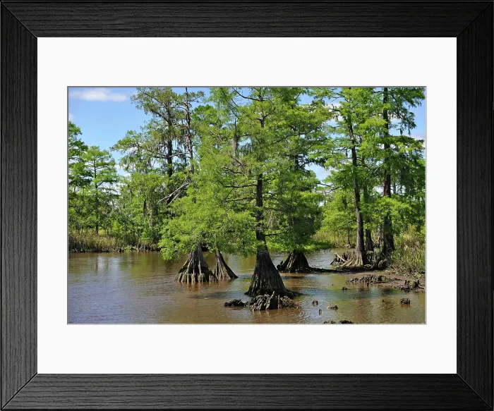 Framed Print : Cypress-lined backwater channel of Neches River, Beaumont, Texas, United States of America Framed Print : Cypress-lined backwater channel of Neches River, Beaumont, Texas, United States of America