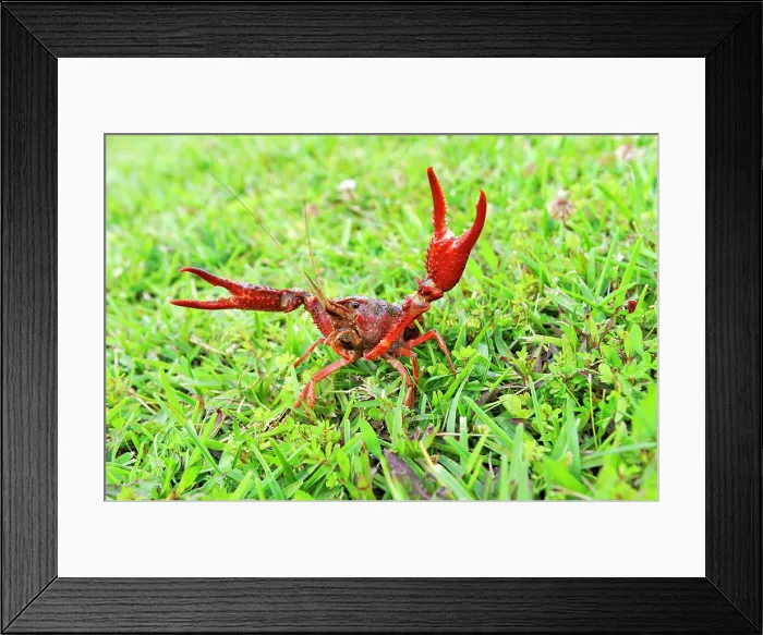 Framed Print : Crayfish in grassland near Beaumont, Texas, United States of America