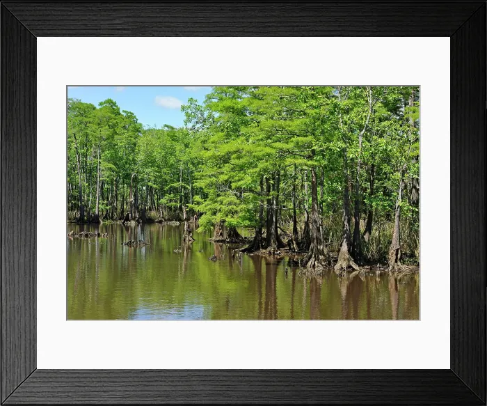 Framed Print : Cypress-lined backwater channel of Neches River, Beaumont, Texas, United States of America Framed Print : Cypress-lined backwater channel of Neches River, Beaumont, Texas, United States of America