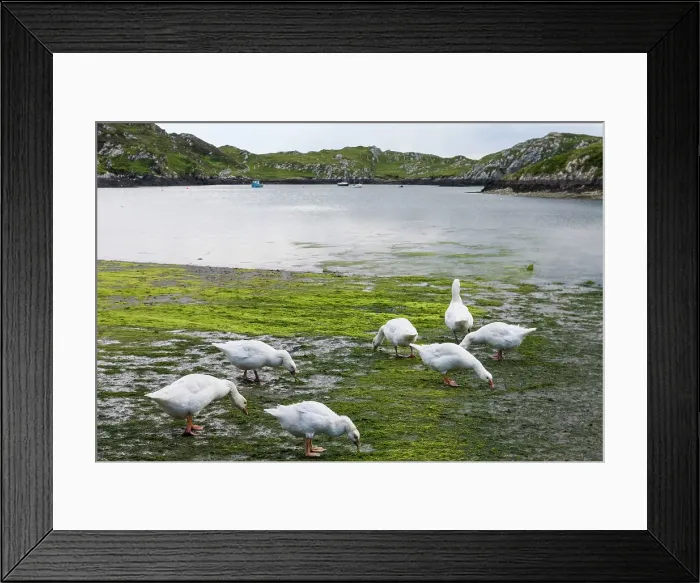Framed Print : Geese, Inishbofin island, Connemara, County Galway, Connacht, Republic of Ireland Framed Print : Geese, Inishbofin island, Connemara, County Galway, Connacht, Republic of Ireland