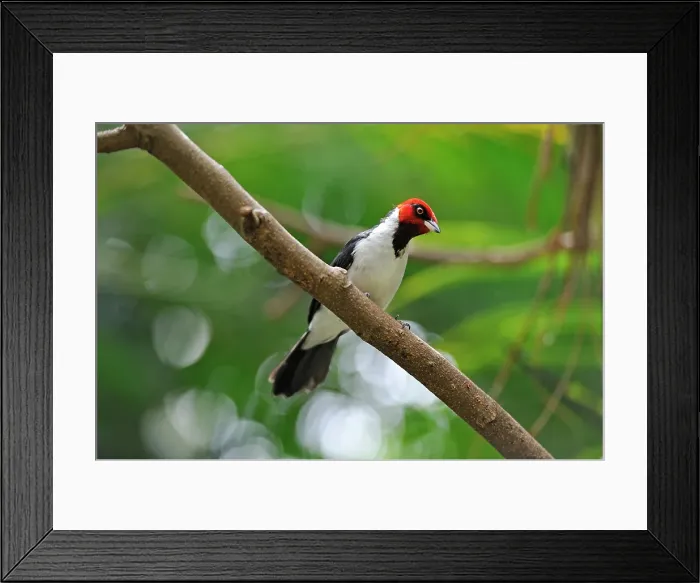 Framed Print : Red-capped cardinal (Paroaria gularis) in the Rainforest Pyramid, Moody Gardens, Galveston island, Gulf of Mexico, Texas, United States of America Framed Print : Red-capped cardinal (Paroaria gularis) in the Rainforest Pyramid, Moody Gardens, Galveston island, Gulf of Mexico, Texas, United States of America