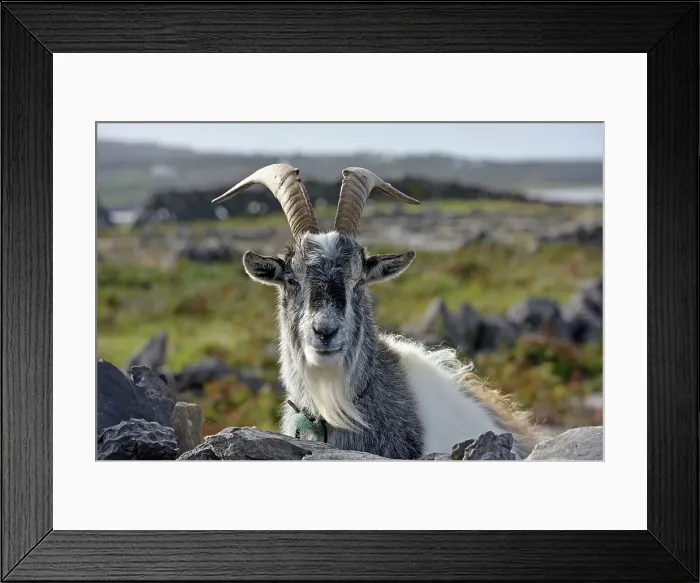 Framed Print : Feral goat, Inishmore, largest of the Aran Islands, Galway Bay, County Galway, Connacht, Republic of Ireland Framed Print : Feral goat, Inishmore, largest of the Aran Islands, Galway Bay, County Galway, Connacht, Republic of Ireland