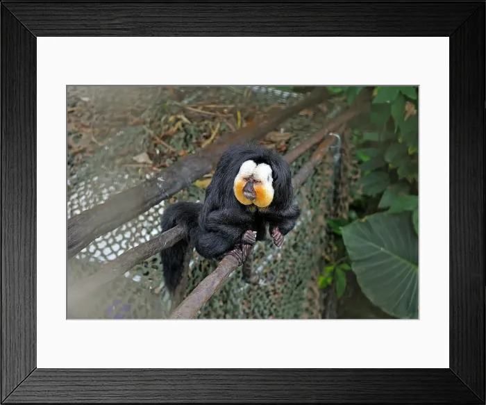 Framed Print : White-faced saki (Pithecia pithecia), Rainforest Pyramid, Moody Gardens, Galveston island, Gulf of Mexico, Texas, United States of America Framed Print : White-faced saki (Pithecia pithecia), Rainforest Pyramid, Moody Gardens, Galveston island, Gulf of Mexico, Texas, United States of America