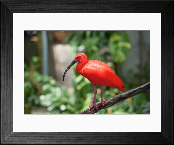 Framed Print : Scarlet ibis inside the Rainforest Pyramid, Moody Gardens, Galveston island, Gulf of Mexico, Texas, United States of America Framed Print : Scarlet ibis inside the Rainforest Pyramid, Moody Gardens, Galveston island, Gulf of Mexico, Texas, United States of America