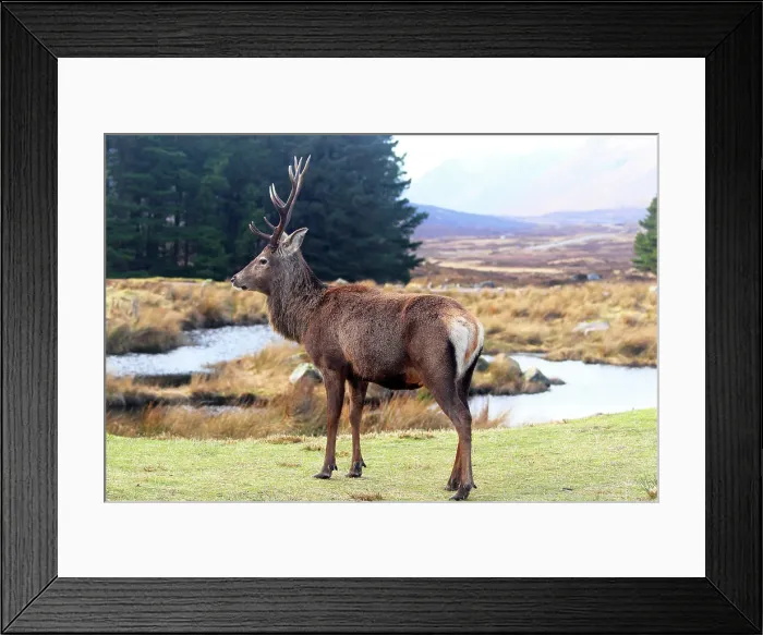 Framed Print : Stag, Rannoch Moor, Highland, Scotland, United Kingdom