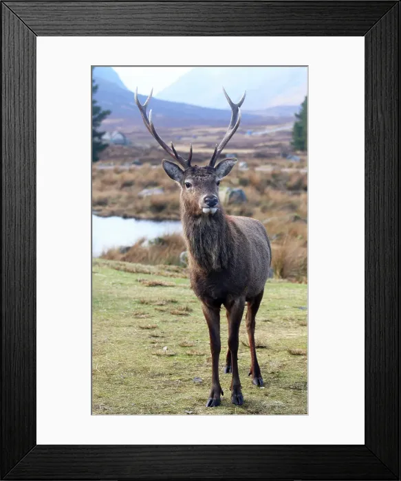 Framed Print : Stag, Rannoch Moor, Highland, Scotland, United Kingdom Framed Print : Stag, Rannoch Moor, Highland, Scotland, United Kingdom