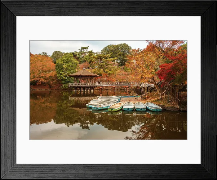 Framed Print : Blue rowing boats neatly docked in a clear reflecting pond, golden autumnal forest surroundings, Nara, Honshu, Japan Framed Print : Blue rowing boats neatly docked in a clear reflecting pond, golden autumnal forest surroundings, Nara, Honshu, Japan