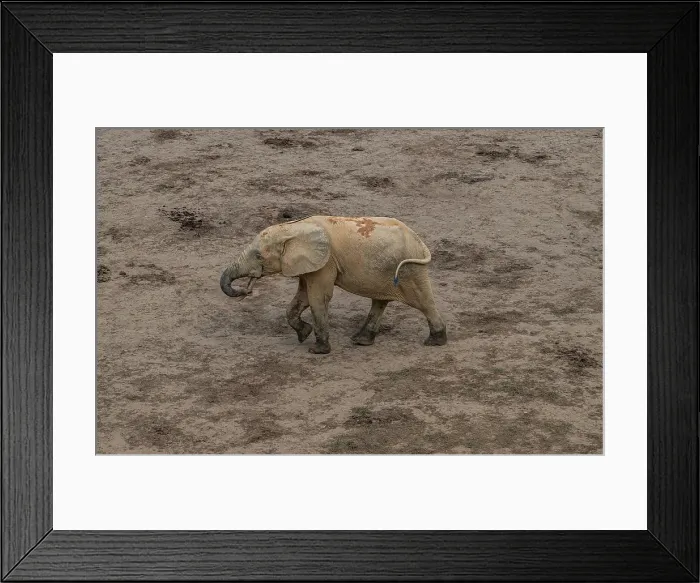 Framed Print : African forest elephant (Loxodonta cyclotis), Dzanga Bai, Dzanga Sangha National Park, UNESCO, Central African Republic Framed Print : African forest elephant (Loxodonta cyclotis), Dzanga Bai, Dzanga Sangha National Park, UNESCO, Central African Republic