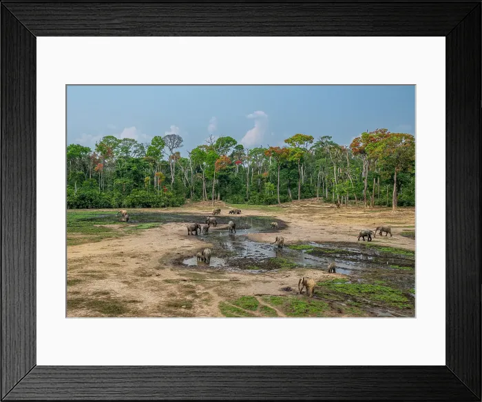 Framed Print : African forest elephant (Loxodonta cyclotis), Dzanga Bai, Dzanga Sangha National Park, UNESCO, Central African Republic Framed Print : African forest elephant (Loxodonta cyclotis), Dzanga Bai, Dzanga Sangha National Park, UNESCO, Central African Republic