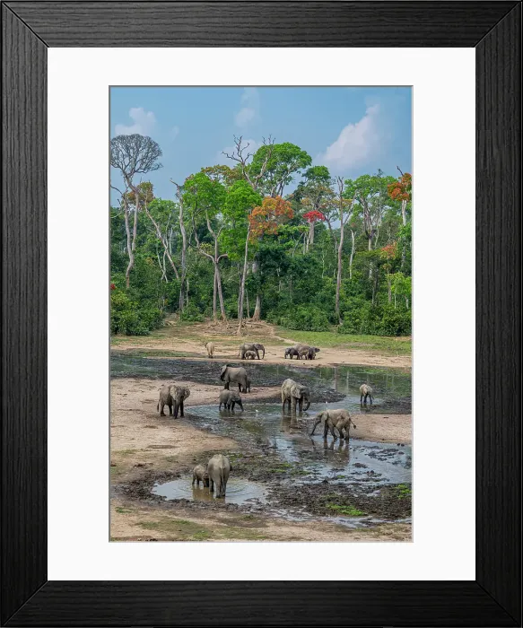 Framed Print : African forest elephant (Loxodonta cyclotis), Dzanga Bai, Dzanga Sangha National Park, UNESCO, Central African Republic Framed Print : African forest elephant (Loxodonta cyclotis), Dzanga Bai, Dzanga Sangha National Park, UNESCO, Central African Republic