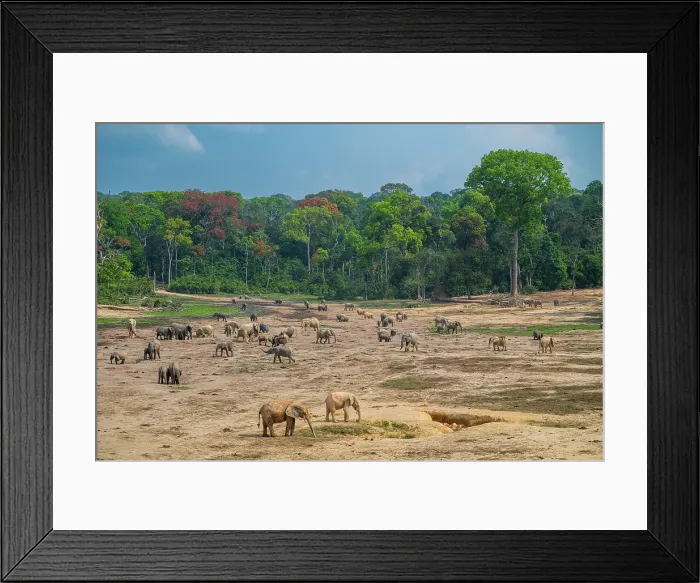 Framed Print : African forest elephant (Loxodonta cyclotis), Dzanga Bai, Dzanga Sangha National Park, UNESCO, Central African Republic Framed Print : African forest elephant (Loxodonta cyclotis), Dzanga Bai, Dzanga Sangha National Park, UNESCO, Central African Republic