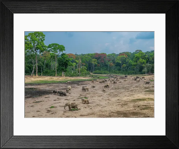 Framed Print : African forest elephant (Loxodonta cyclotis), Dzanga Bai, Dzanga Sangha National Park, UNESCO, Central African Republic Framed Print : African forest elephant (Loxodonta cyclotis), Dzanga Bai, Dzanga Sangha National Park, UNESCO, Central African Republic