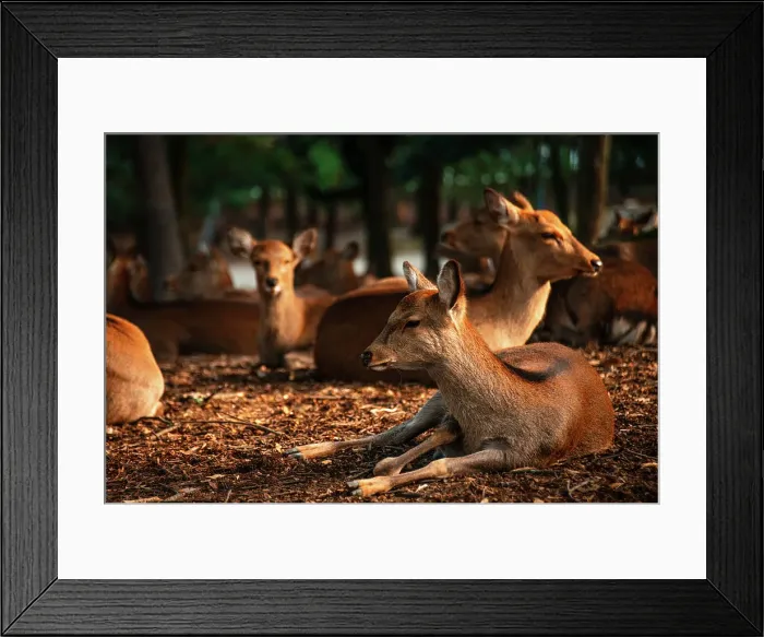 Framed Print : Deer gather in the shady forest of Nara Park, a natural sanctuary blending wildlife and lush greenery, Nara, Honshu, Japan Framed Print : Deer gather in the shady forest of Nara Park, a natural sanctuary blending wildlife and lush greenery, Nara, Honshu, Japan