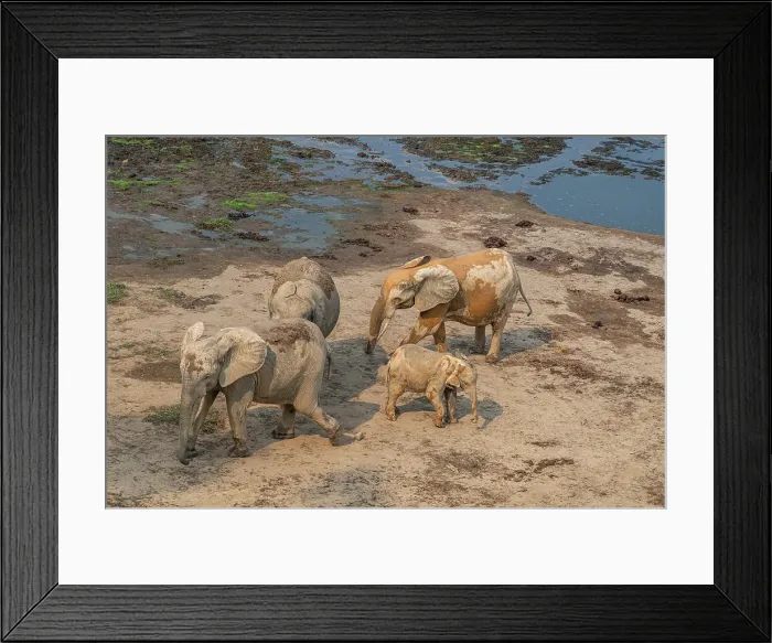 Framed Print : African forest elephant (Loxodonta cyclotis), Dzanga Bai, Dzanga Sangha National Park, UNESCO, Central African Republic Framed Print : African forest elephant (Loxodonta cyclotis), Dzanga Bai, Dzanga Sangha National Park, UNESCO, Central African Republic