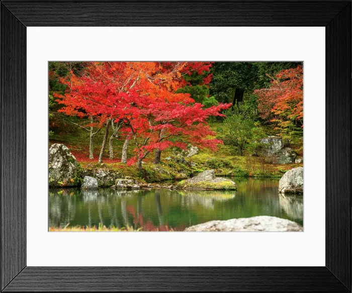 Framed Print : Tenryu-ji Temple's tranquil Zen garden, UNESCO, featuring a reflective pond surrounded by mossy stones and autumn trees, Kyoto, Honshu, Japan Framed Print : Tenryu-ji Temple's tranquil Zen garden, UNESCO, featuring a reflective pond surrounded by mossy stones and autumn trees, Kyoto, Honshu, Japan
