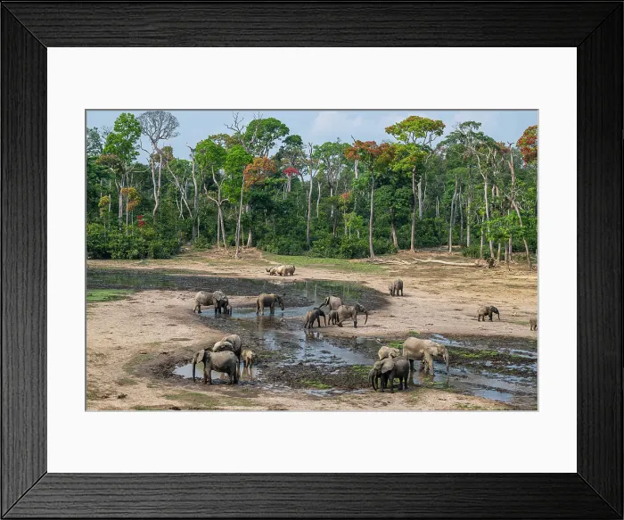 Framed Print : African forest elephant (Loxodonta cyclotis), Dzanga Bai, Dzanga Sangha National Park, UNESCO, Central African Republic Framed Print : African forest elephant (Loxodonta cyclotis), Dzanga Bai, Dzanga Sangha National Park, UNESCO, Central African Republic