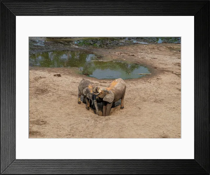 Framed Print : African forest elephant (Loxodonta cyclotis), Dzanga Bai, Dzanga Sangha National Park, UNESCO, Central African Republic Framed Print : African forest elephant (Loxodonta cyclotis), Dzanga Bai, Dzanga Sangha National Park, UNESCO, Central African Republic