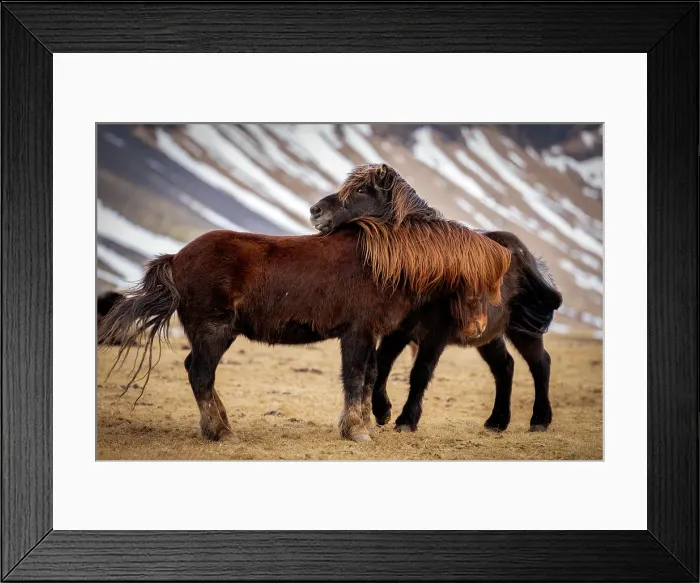 Framed Print : Icelandic horses, Snaefellsness Peninsula, Iceland Framed Print : Icelandic horses, Snaefellsness Peninsula, Iceland