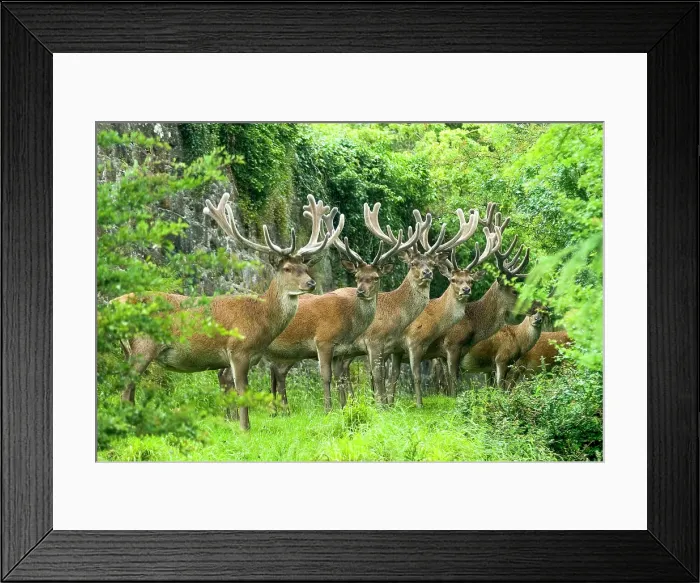 Framed Print : Deer in Powis Castle park, Welshpool, Powys, Wales, United Kingdom