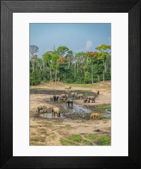 Framed Print : African forest elephant (Loxodonta cyclotis), Dzanga Bai, Dzanga Sangha National Park, UNESCO, Central African Republic Framed Print : African forest elephant (Loxodonta cyclotis), Dzanga Bai, Dzanga Sangha National Park, UNESCO, Central African Republic