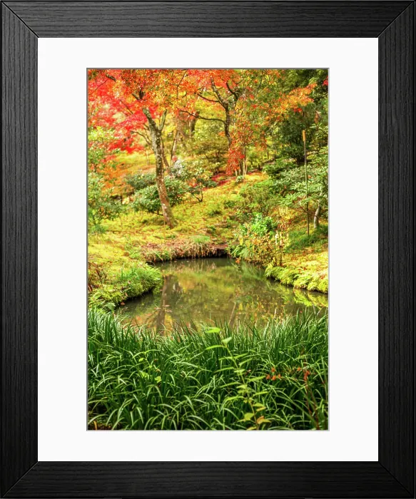 Framed Print : Small pond surrounded by vibrant autumn colors and lush greenery at Tenryu-ji Temple, UNESCO, Kyoto, Honshu, Japan Framed Print : Small pond surrounded by vibrant autumn colors and lush greenery at Tenryu-ji Temple, UNESCO, Kyoto, Honshu, Japan