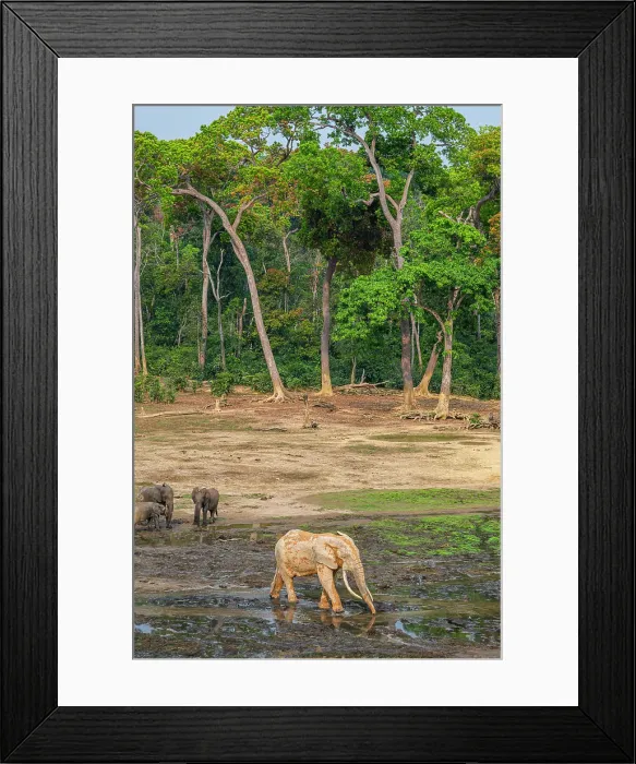 Framed Print : African forest elephant (Loxodonta cyclotis), Dzanga Bai, Dzanga Sangha National Park, UNESCO, Central African Republic Framed Print : African forest elephant (Loxodonta cyclotis), Dzanga Bai, Dzanga Sangha National Park, UNESCO, Central African Republic