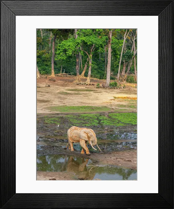 Framed Print : African forest elephant (Loxodonta cyclotis), Dzanga Bai, Dzanga Sangha National Park, UNESCO, Central African Republic Framed Print : African forest elephant (Loxodonta cyclotis), Dzanga Bai, Dzanga Sangha National Park, UNESCO, Central African Republic