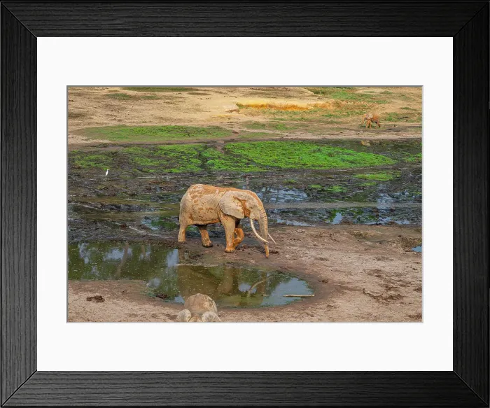 Framed Print : African forest elephant (Loxodonta cyclotis), Dzanga Bai, Dzanga Sangha National Park, UNESCO, Central African Republic Framed Print : African forest elephant (Loxodonta cyclotis), Dzanga Bai, Dzanga Sangha National Park, UNESCO, Central African Republic