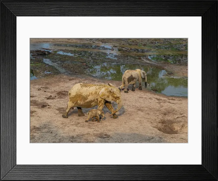Framed Print : African forest elephant (Loxodonta cyclotis), Dzanga Bai, Dzanga Sangha National Park, UNESCO, Central African Republic Framed Print : African forest elephant (Loxodonta cyclotis), Dzanga Bai, Dzanga Sangha National Park, UNESCO, Central African Republic