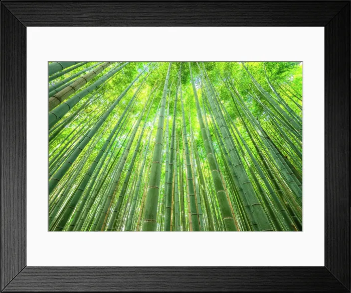 Framed Print : Towering bamboo trees forming a natural canopy in the Arashiyama Bamboo Forest, Kyoto, Honshu, Japan Framed Print : Towering bamboo trees forming a natural canopy in the Arashiyama Bamboo Forest, Kyoto, Honshu, Japan