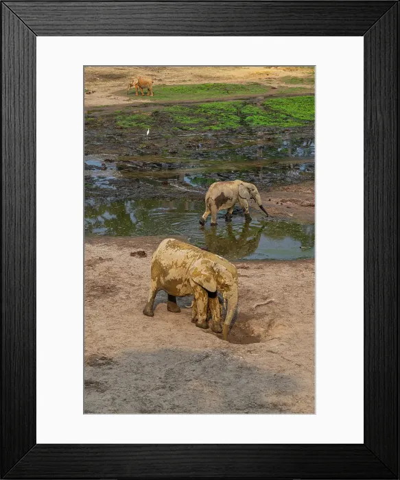 Framed Print : African forest elephant (Loxodonta cyclotis), Dzanga Bai, Dzanga Sangha National Park, UNESCO, Central African Republic Framed Print : African forest elephant (Loxodonta cyclotis), Dzanga Bai, Dzanga Sangha National Park, UNESCO, Central African Republic