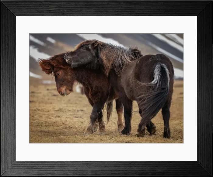 Framed Print : Boisterous Icelandic horses, Snaefellsness Peninsula, Iceland Framed Print : Boisterous Icelandic horses, Snaefellsness Peninsula, Iceland