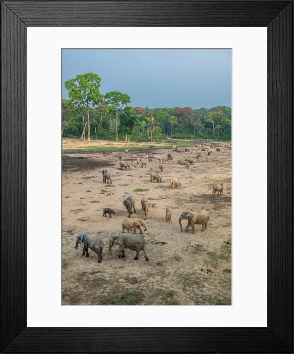 Framed Print : African forest elephant (Loxodonta cyclotis), Dzanga Bai, Dzanga Sangha National Park, UNESCO, Central African Republic Framed Print : African forest elephant (Loxodonta cyclotis), Dzanga Bai, Dzanga Sangha National Park, UNESCO, Central African Republic