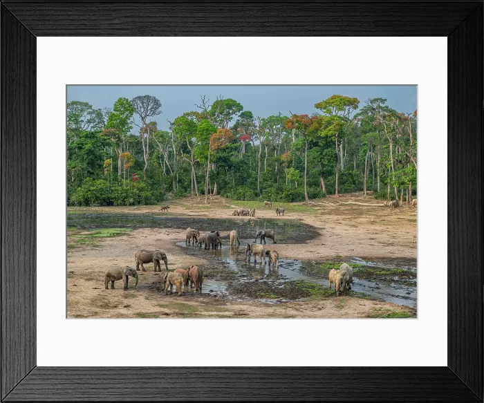 Framed Print : African forest elephant (Loxodonta cyclotis), Dzanga Bai, Dzanga Sangha National Park, UNESCO, Central African Republic Framed Print : African forest elephant (Loxodonta cyclotis), Dzanga Bai, Dzanga Sangha National Park, UNESCO, Central African Republic