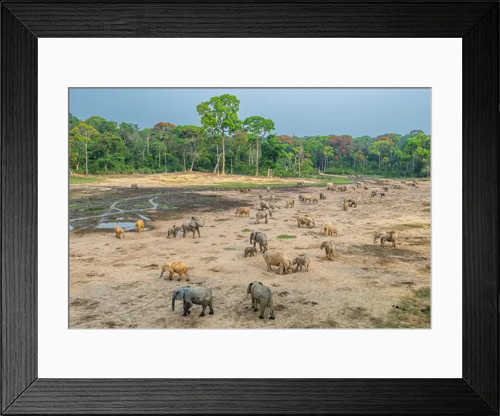Framed Print : African forest elephant (Loxodonta cyclotis), Dzanga Bai, Dzanga Sangha National Park, UNESCO, Central African Republic Framed Print : African forest elephant (Loxodonta cyclotis), Dzanga Bai, Dzanga Sangha National Park, UNESCO, Central African Republic
